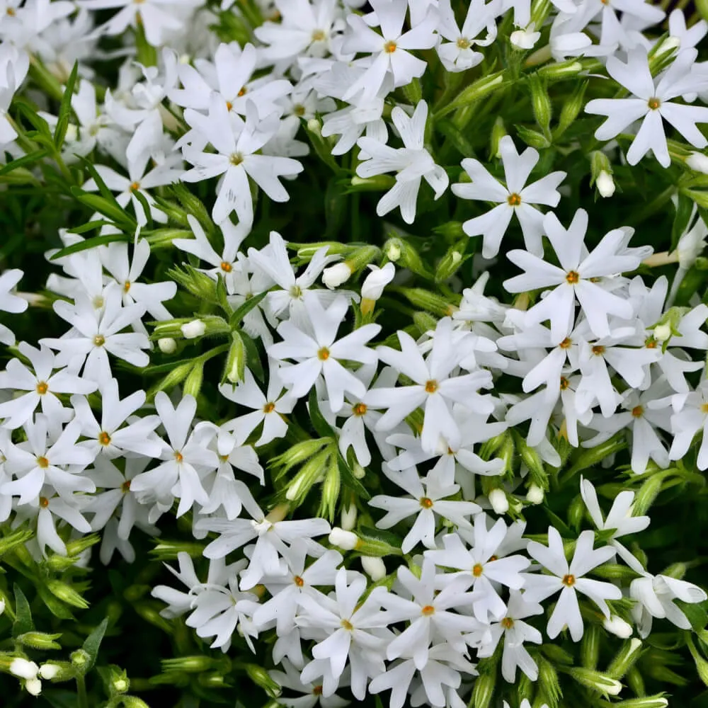 white_flowers_snowflakes_moss_phlox_snowflake_creeping_phlox_phlox_subulata_phlox_subulata_snowflakes_plant_by_number