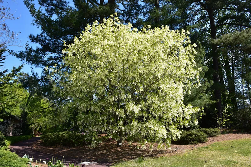 white_trees_american_fringe_tree_chionanthus_virginicus_plant_by_number