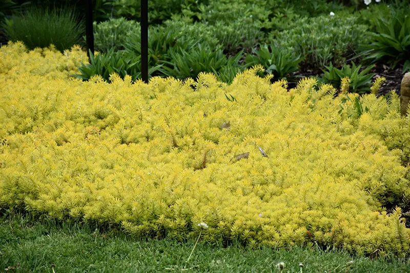yellow_flowers_angelina_sedum_sedum_rupestre_angelina_plant_by_number
