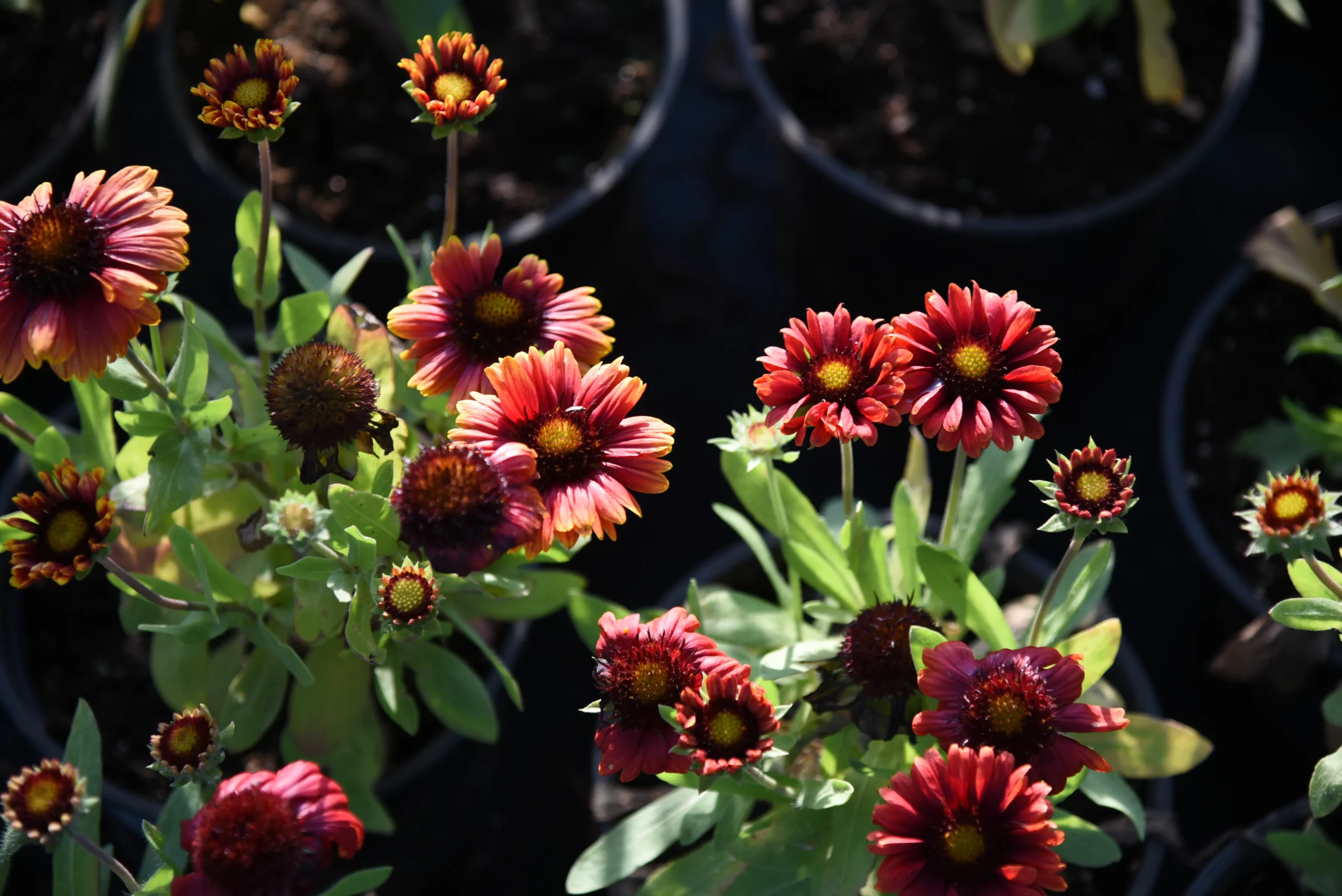 red_flowers_arizona_red_shades_blanket_flower_gaillardia_arizona_red_shades_plant_by_number