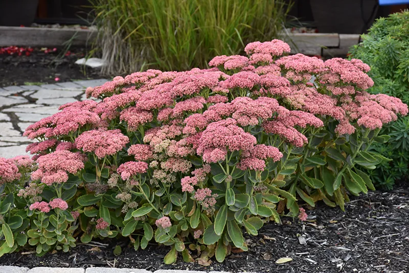 pink_flowers_autumn_joy_sedum_sedum_spectabile_autumn_joy_plant_by_number