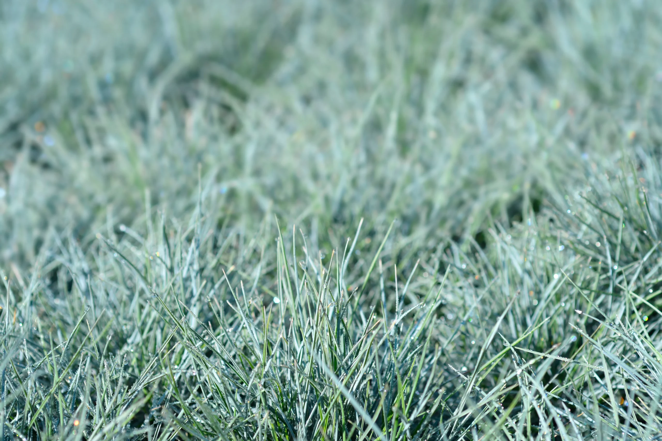 blue_fescue_festuca_glauca_plant_by_number
