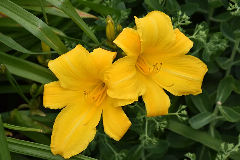 yellow_flowers_buttered_popcorn_daylily_hemerocallis_buttered_popcorn_plant_by_number