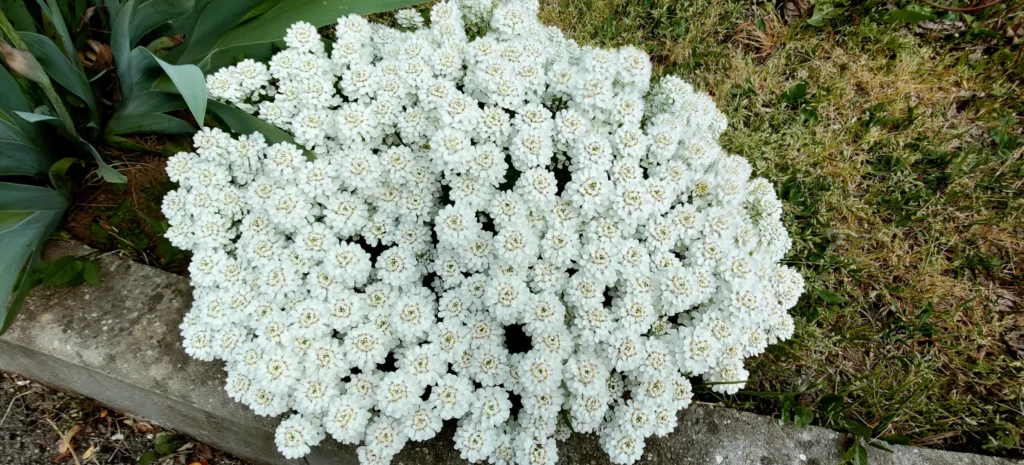 white_flowers_candytuft_iberis_sempervirens_plant_by_number