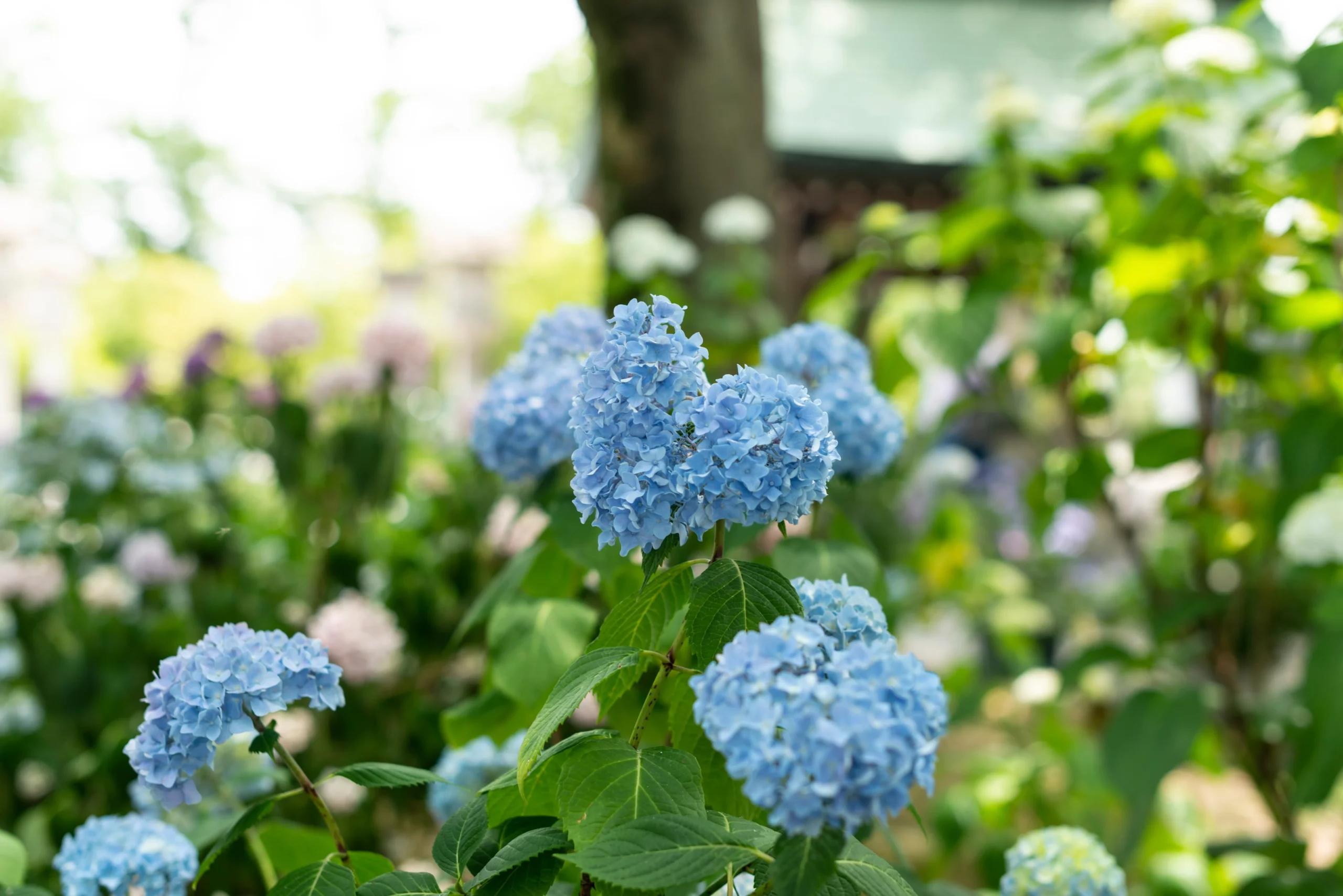 blue_hydrangeas_cityline_rio_hydrangea_hydrangea_macrophylla_cityline_rio_plant_by_number