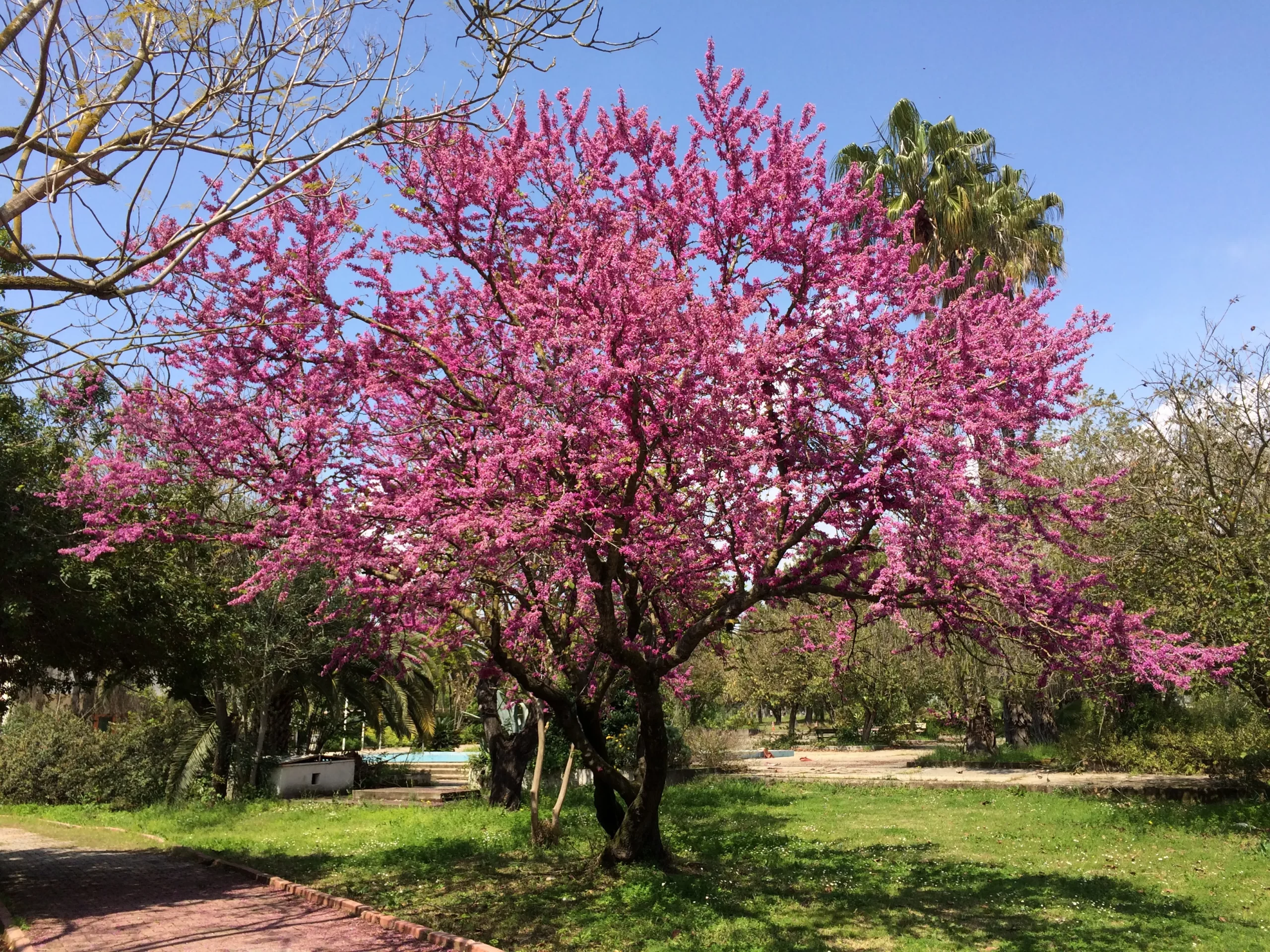 pink_trees_claremont_western_redbud_cercis_occidentalis_claremont_plant_by_number