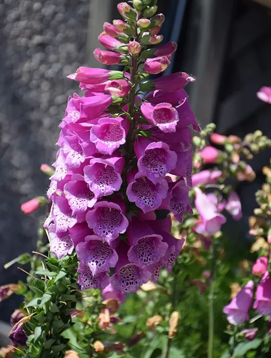 purple_flowers_dalmatian_purple_foxglove_digitalis_purpurea_dalmatian_purple_plant_by_number