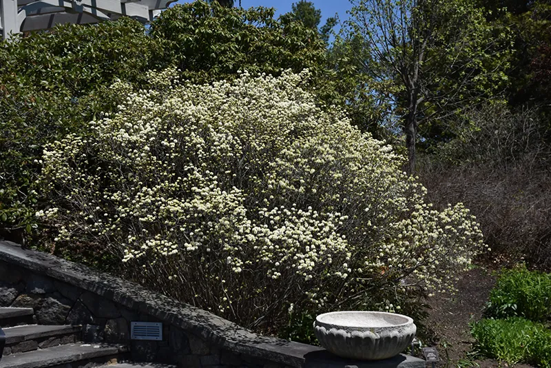 white_shrubs_dwarf_fothergilla_fothergilla_gardenii_plant_by_number