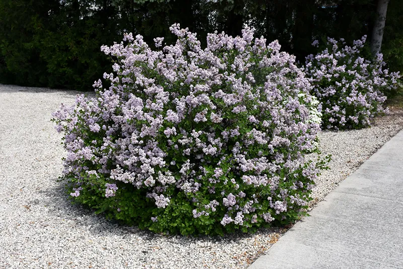 purple_shrubs_dwarf_korean_lilac_syringa_meyeri_palibin_plant_by_number
