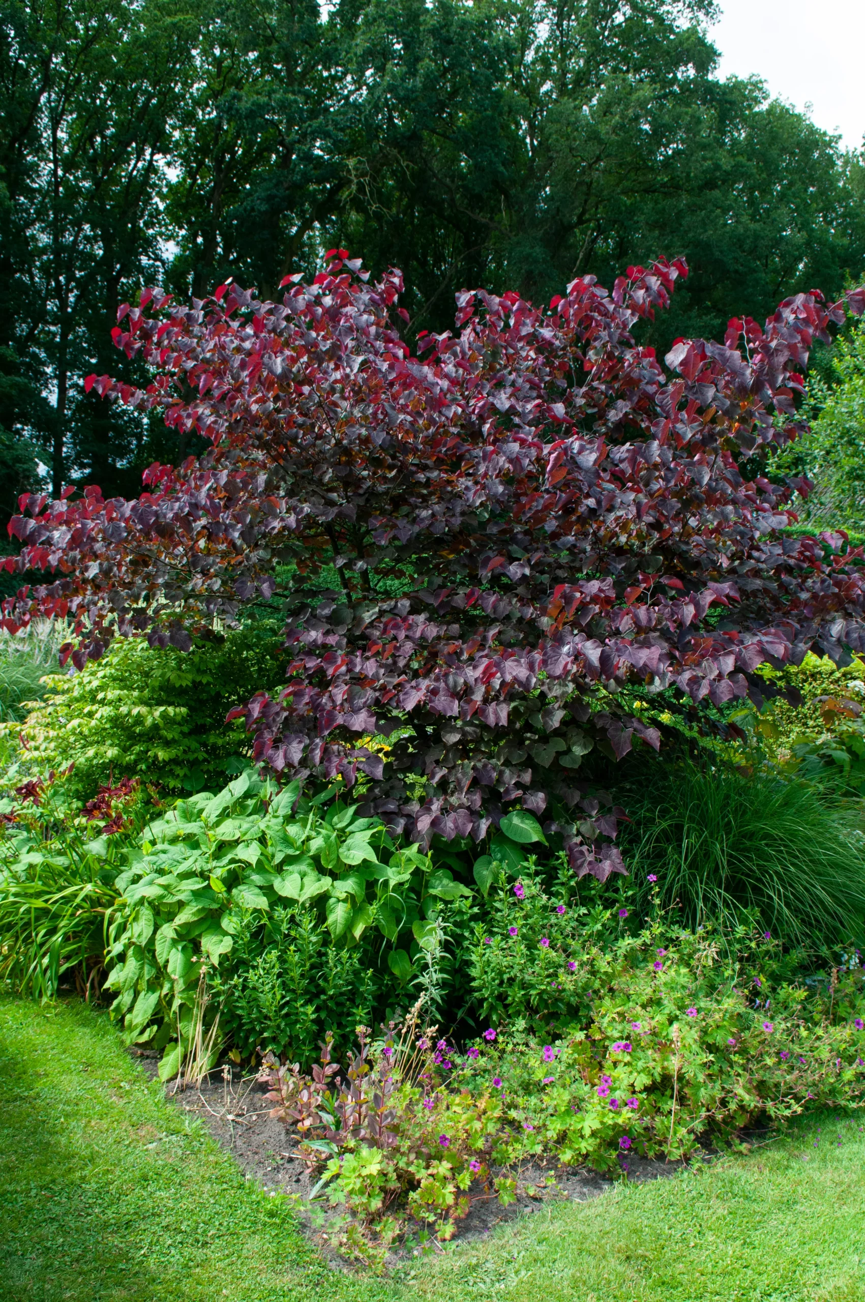 purple_trees_forest_pansy_redbud_cercis_canadensis_forest_pansy_plant_by_number