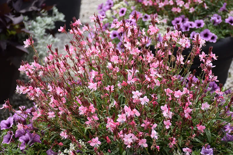 pink_flowers_gaura_karalee_petite_pink_gaura_lindheimeri_karalee_petite_pink_plant_by_number