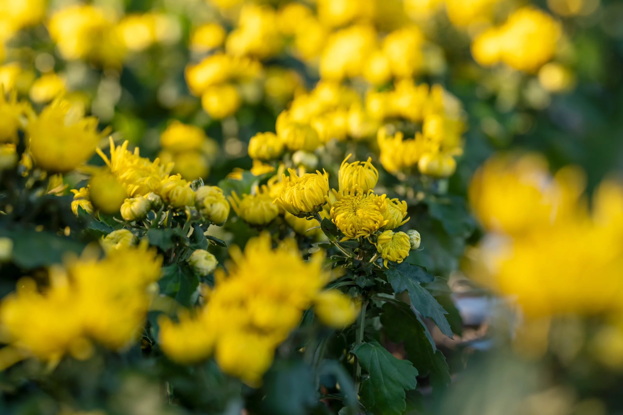 yellow_flowers_gold_star_perennial_mum_chrysanthemum_gold_star_plant_by_number