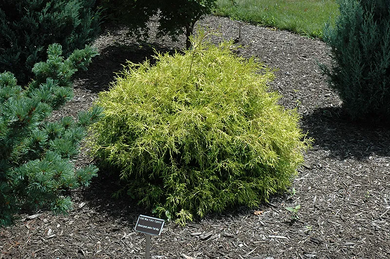 yellow_trees_golden_mop_sawara_cypress_chamaecyparis_pisifera_golden_mop_plant_by_number