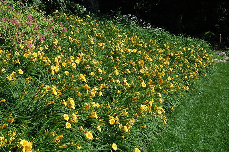 yellow_flowers_happy_returns_daylily_hemerocallis_happy_returns_plant_by_number