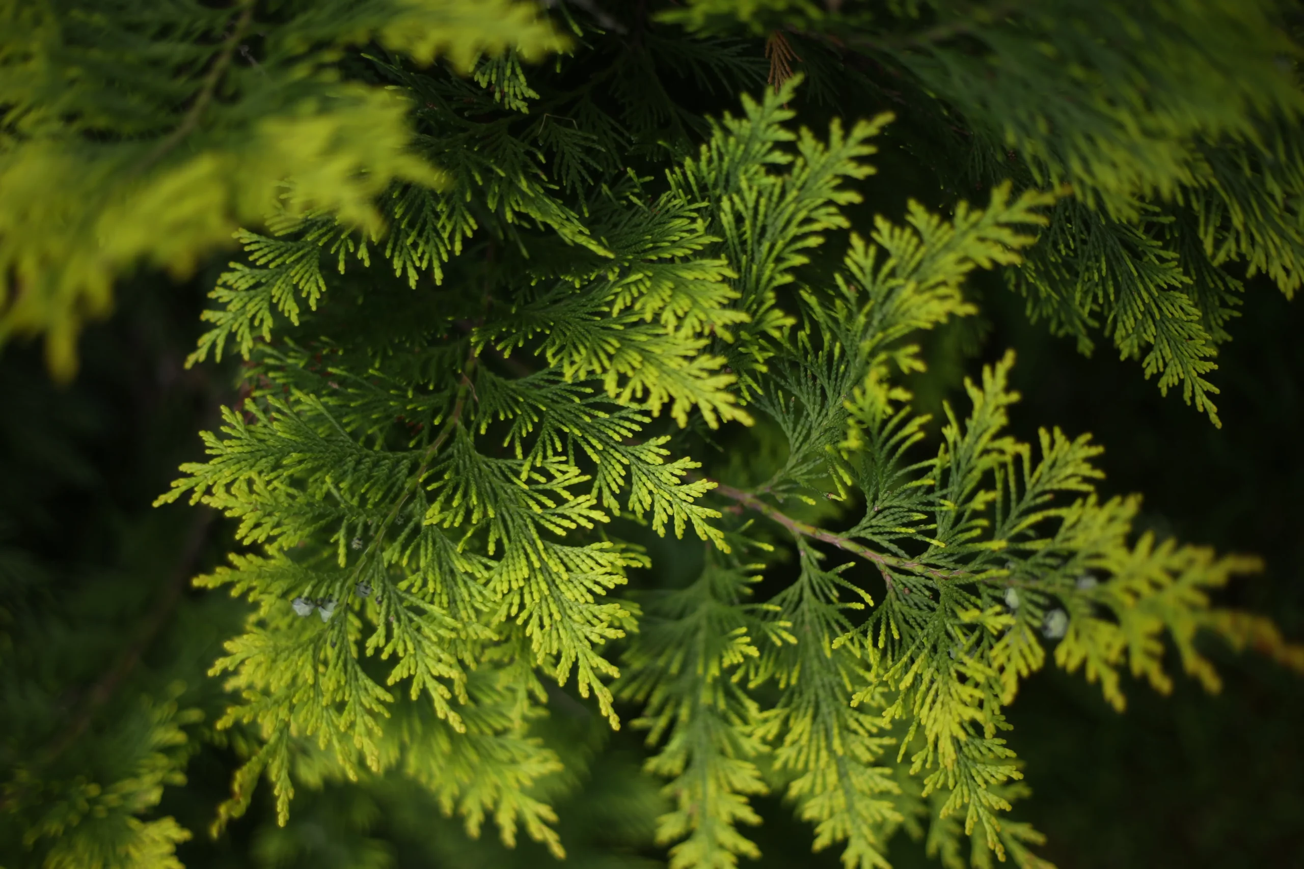 blue_shrubs_idyllwild_juniper_juniperus_idyllwild_plant_by_number