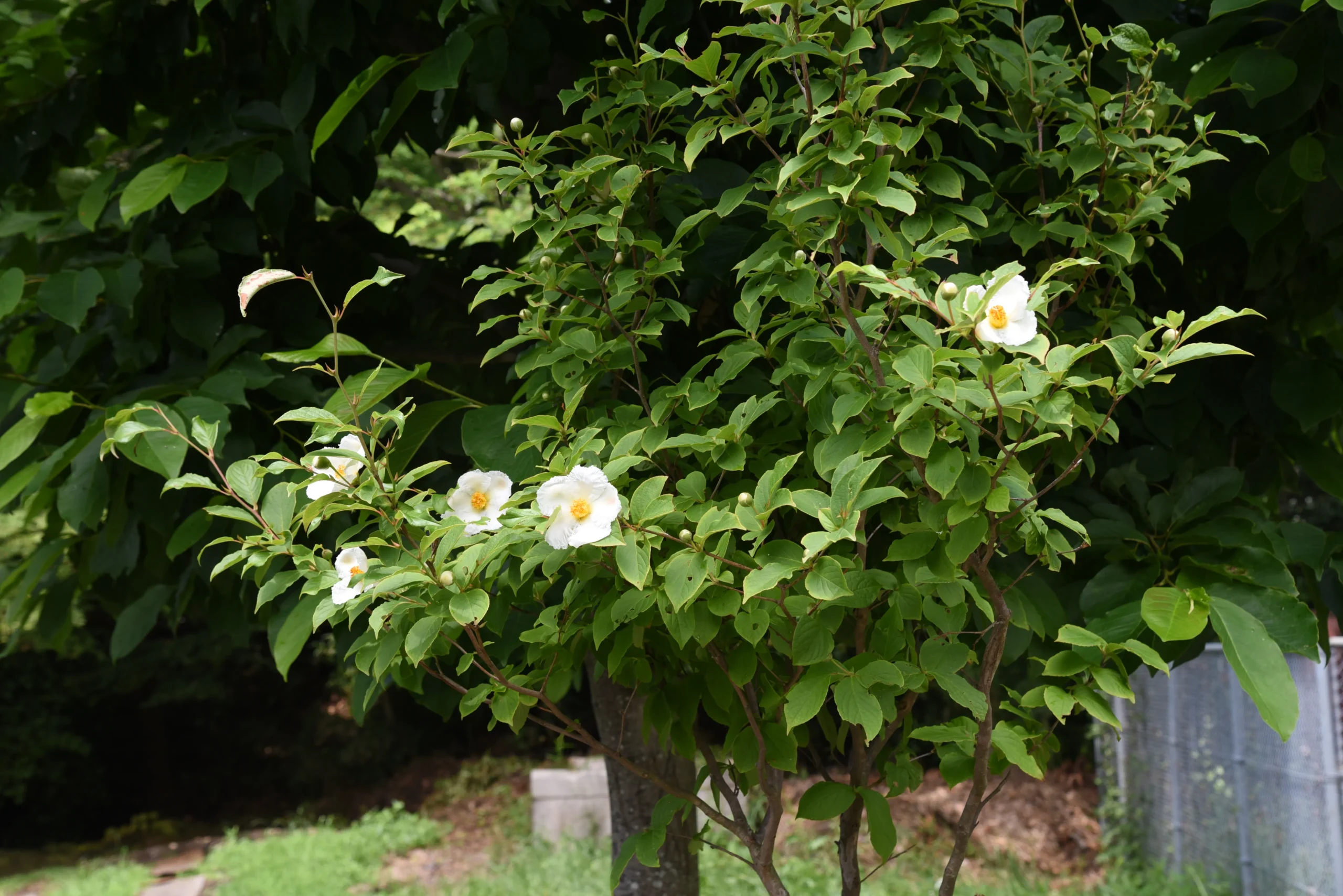 white_trees_japanese_stewartia_stewartia_pseudocamellia_stewartia_pseudocamellia_plant_by_number