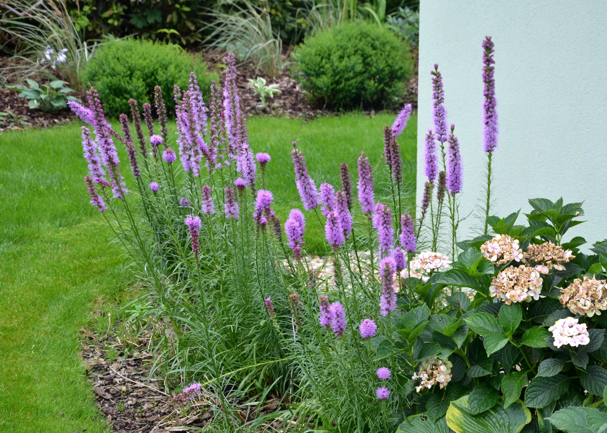 purple_flowers_kobold_gayfeather_liatris_spicata_kobold_plant_by_number