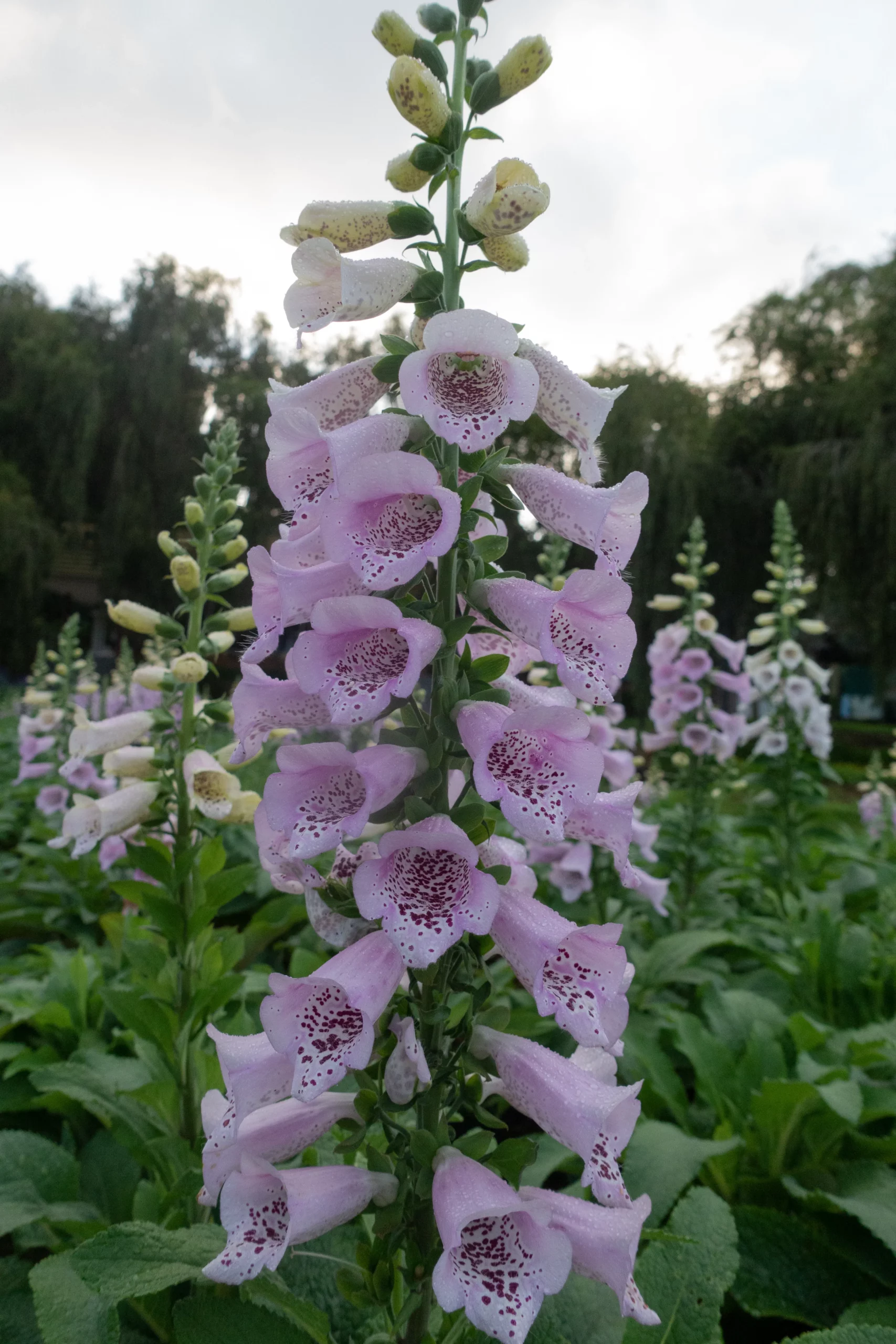 purple_flowers_lavender_digitalis_camelot_lavender_digitalis_camelot_lavender_plant_by_number