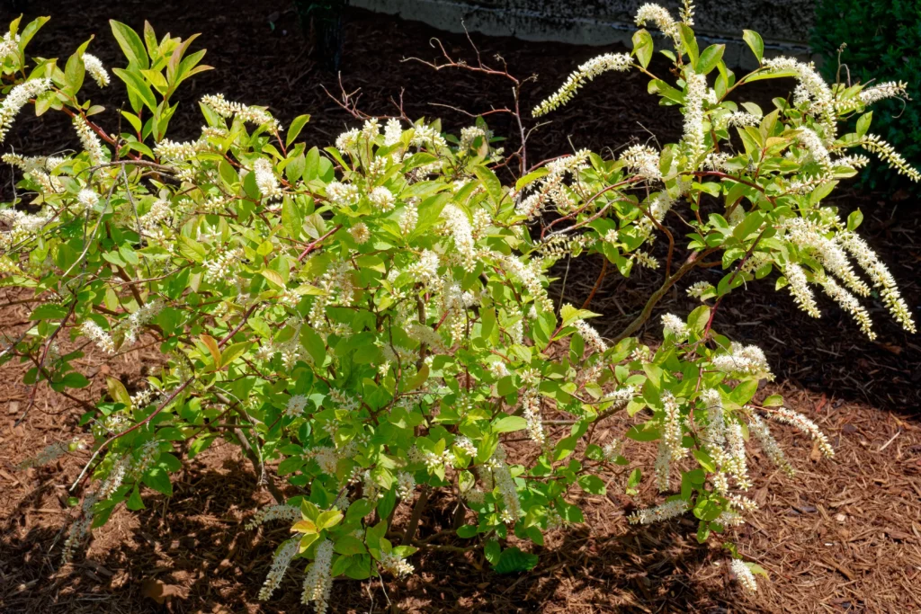 white_shrubs_little_henry_sweetspire_itea_virginica _little_henry_plant_by_number_