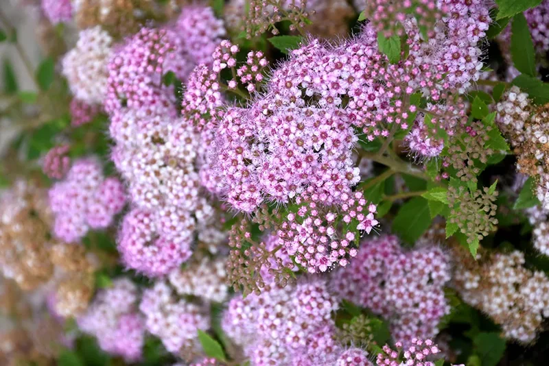 pink_shrubs_little_princess_spirea_spiraea_japonica_little_princess_plant_by_number