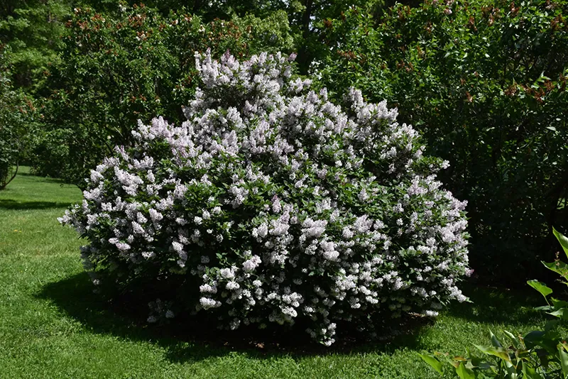 purple_shrubs_miss_kim_lilac_syringa_pubescens_subsp_patula_miss_kim_plant_by_number