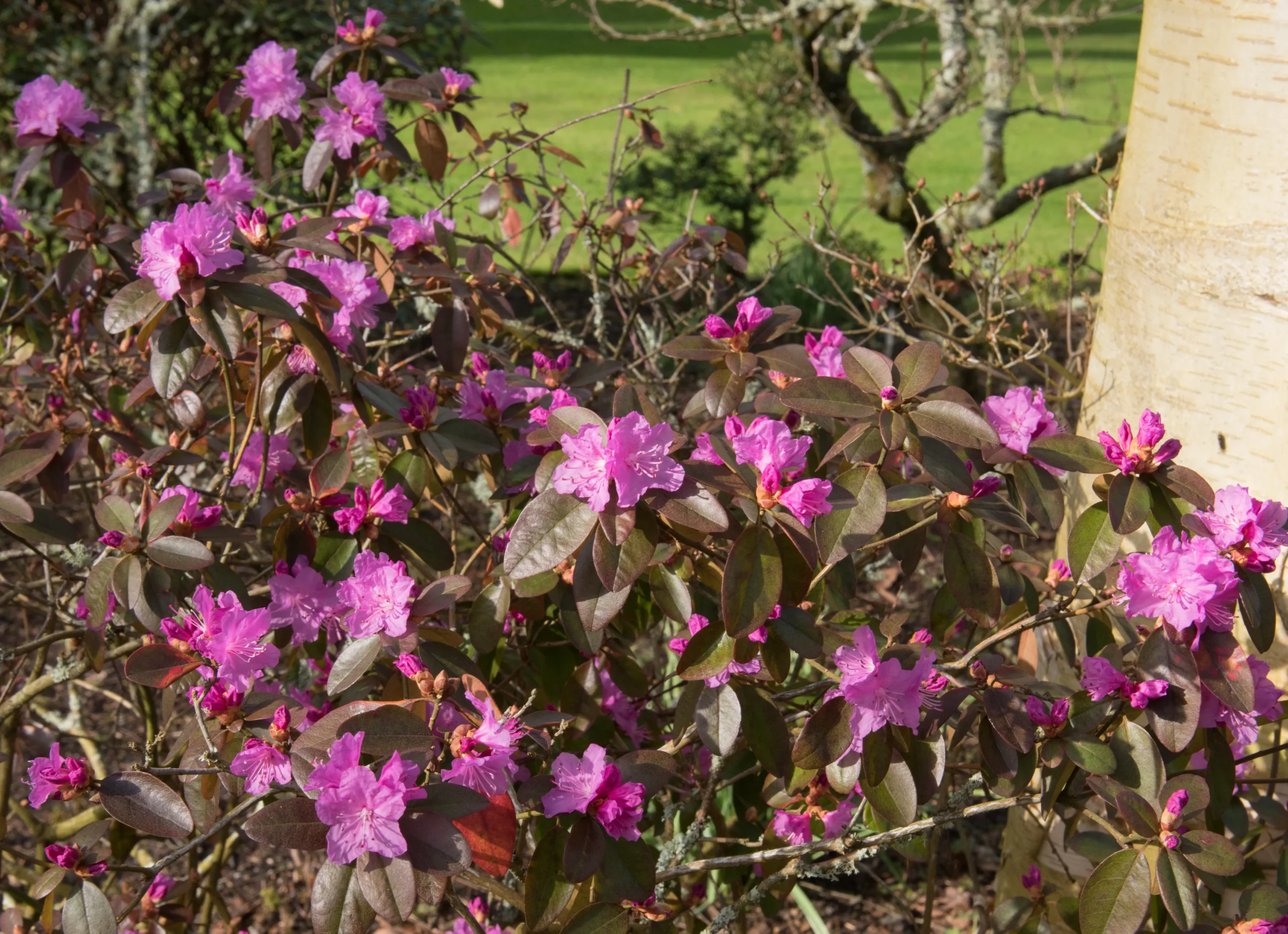 purple_shrubs_pjm_rhododendron_rhododendron_pjm_plant_by_number