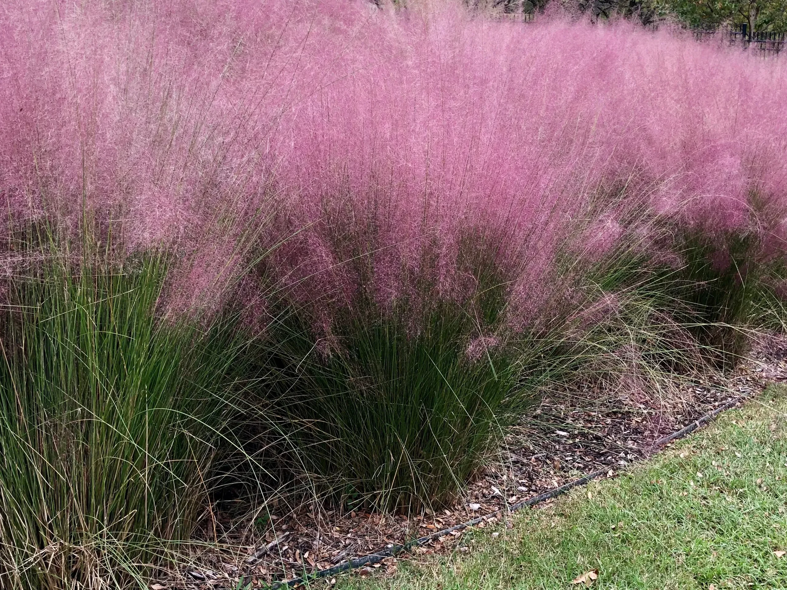 decorative_grasses_pink_muhly_grass_muhlenbergia_capillaris_pink_cloud_plant_by_number