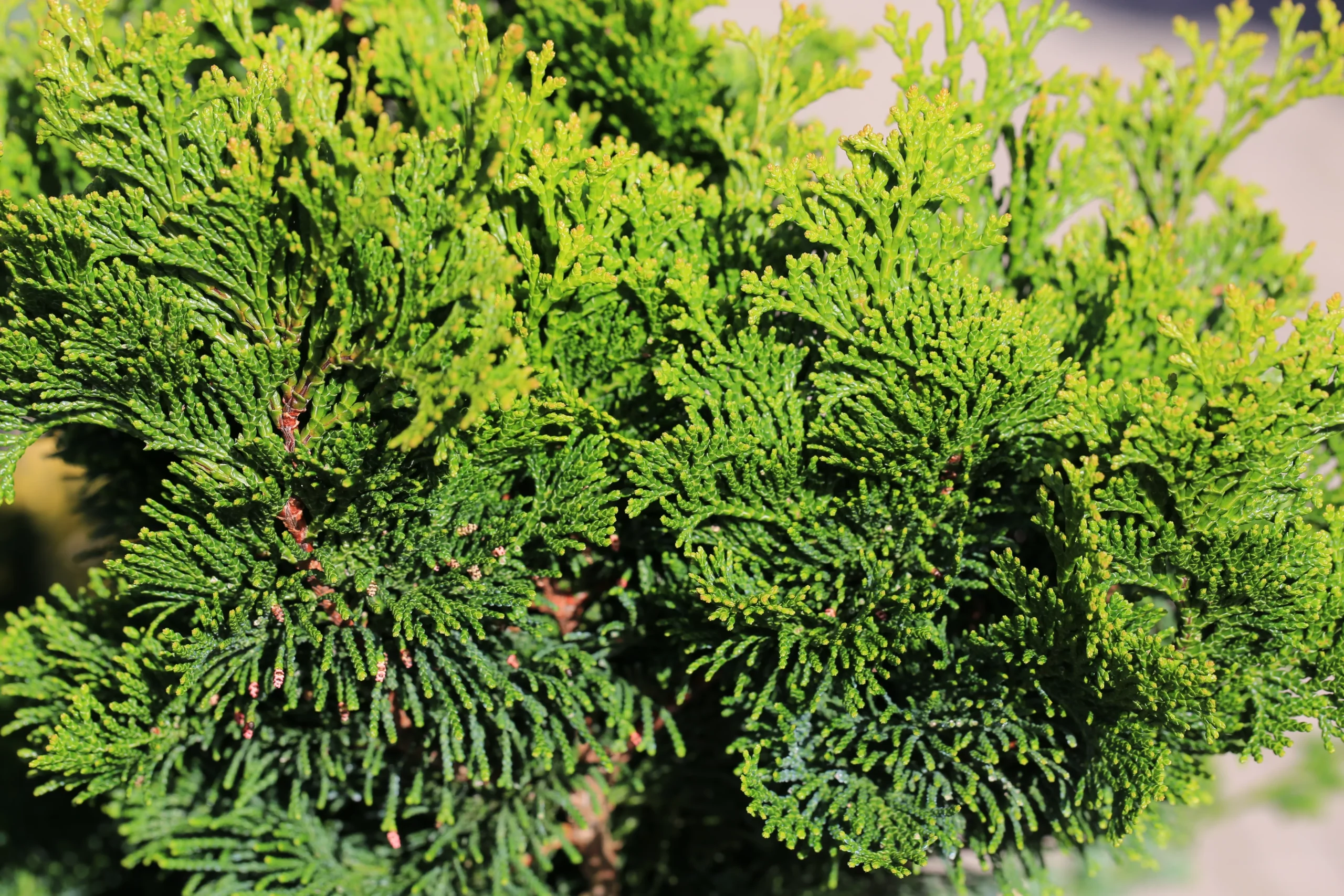 evergreen_trees_slender_hinoki_false_cypress_chamaecyparis_obtusa_slender_plant_by_number