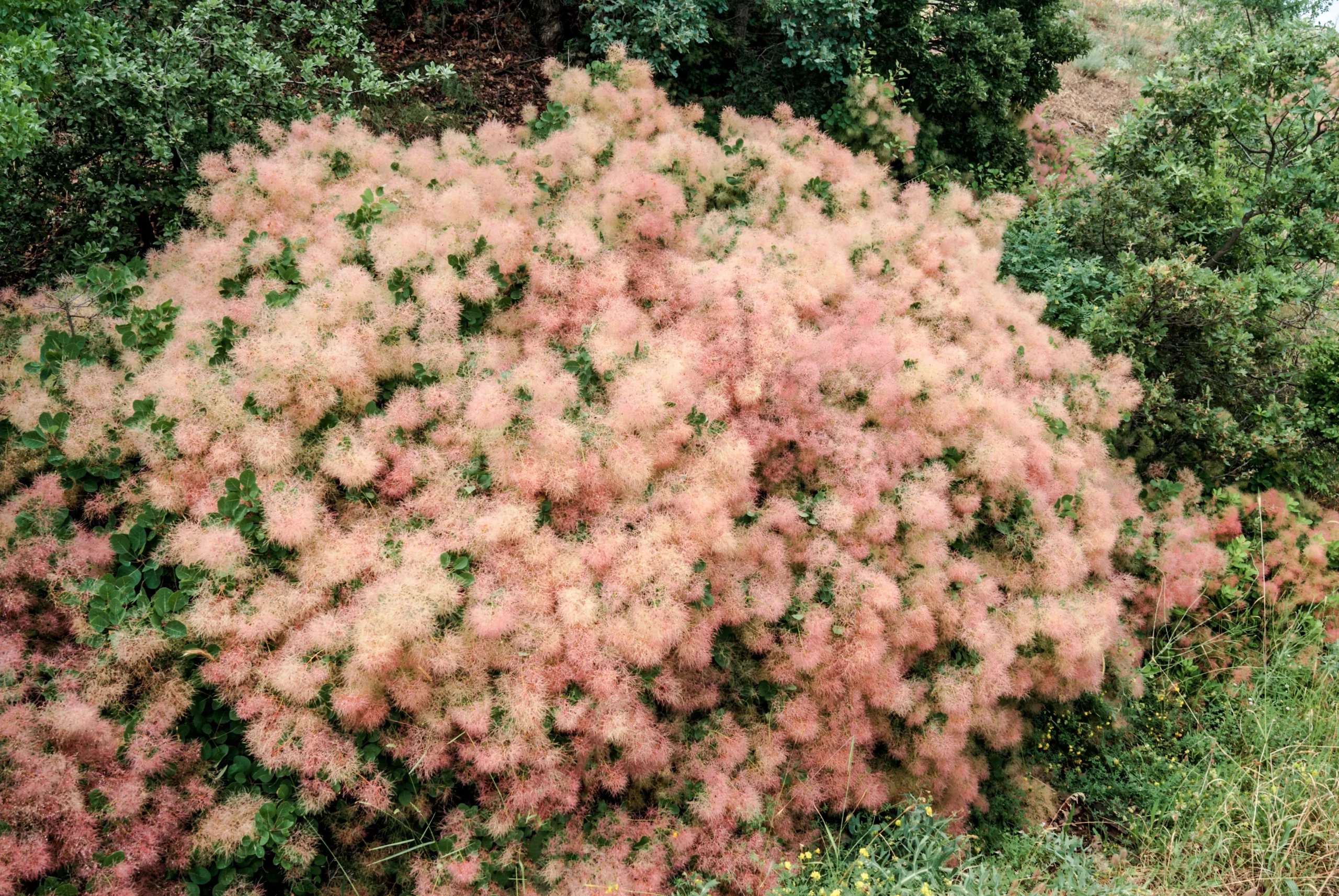 purple_trees_smoke_tree_cotinus_coggygria_plant_by_number