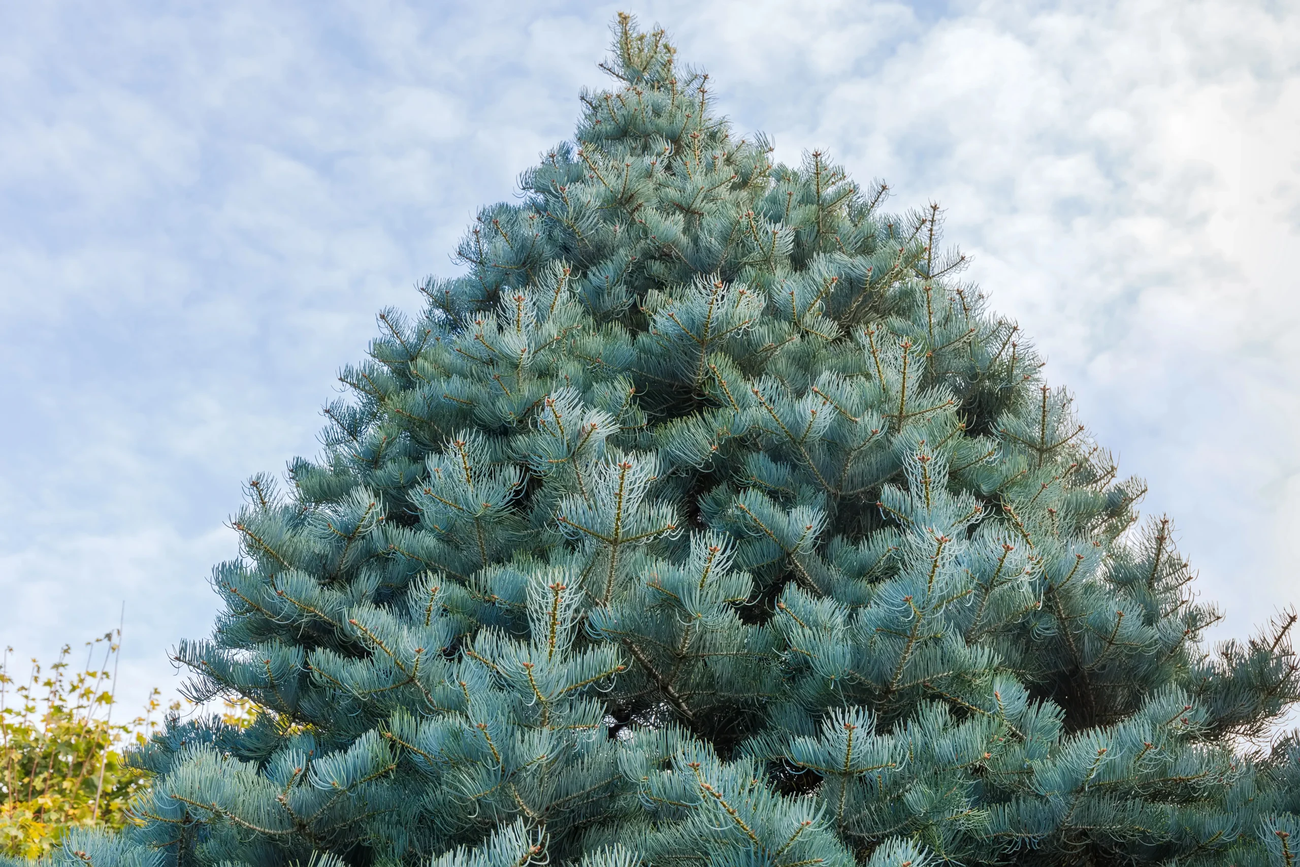 white_trees_white_fir_abies_concolor_plant_by_number