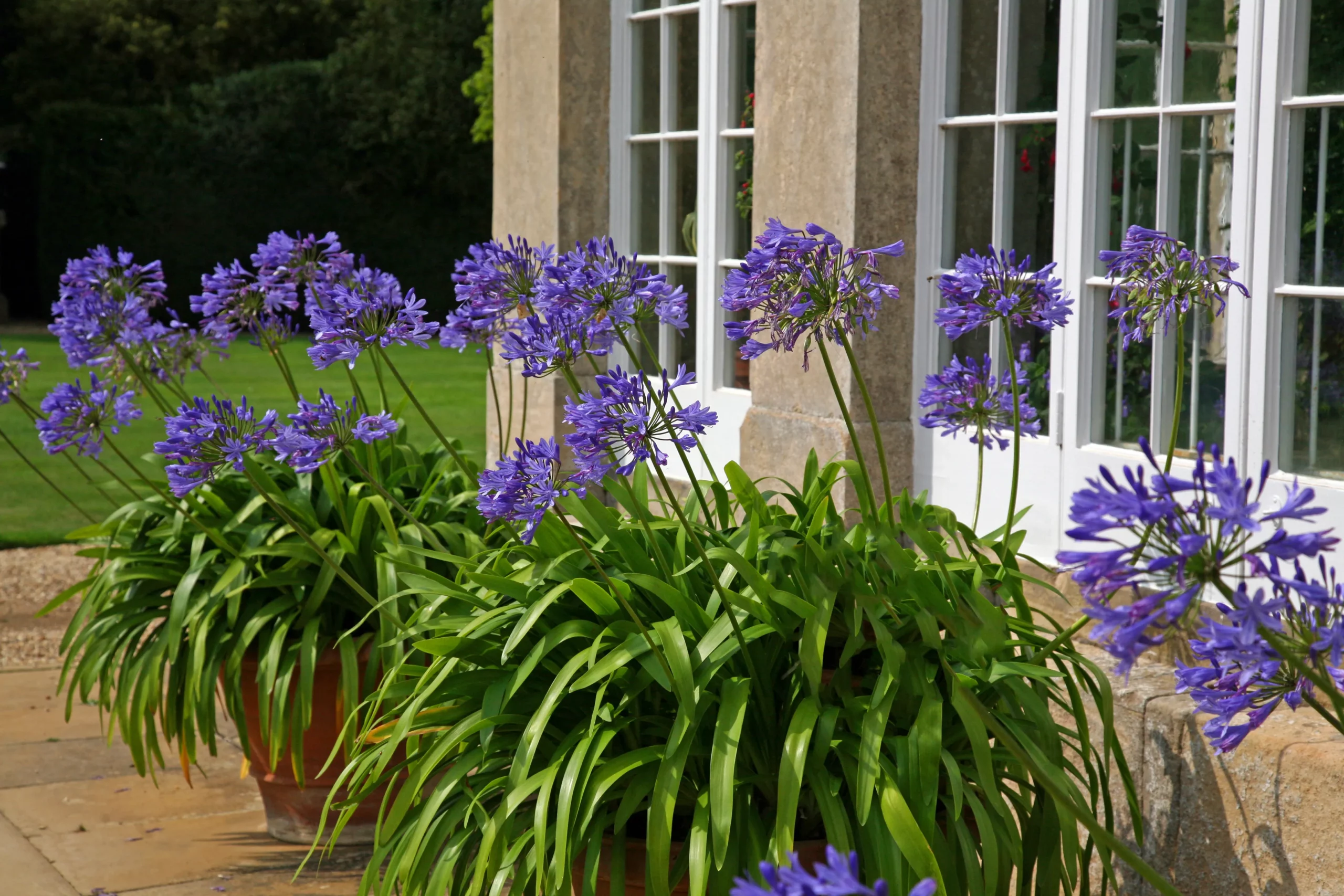 purple_flowers_graskop_agapanthus_plant_by_number