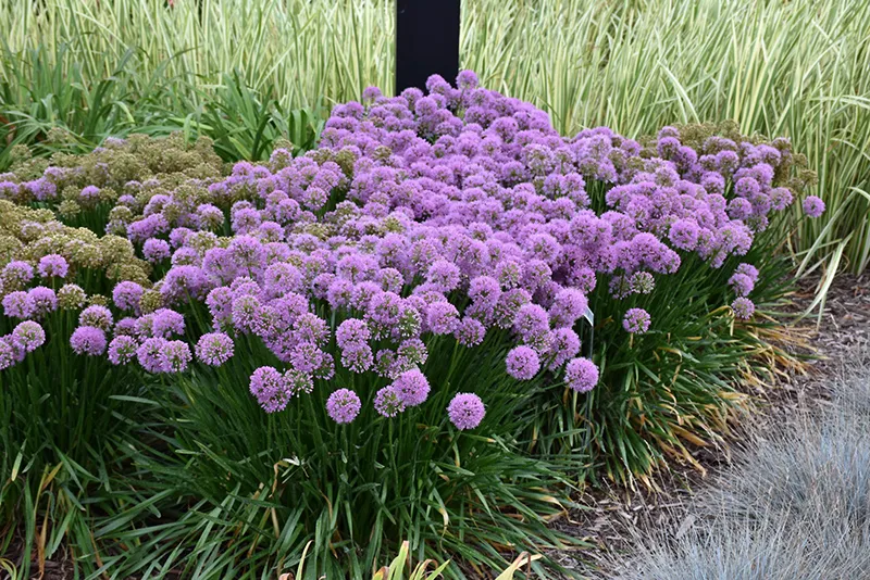 purple_glowers_allium_millenium_ornamental_onion_allium_millenium