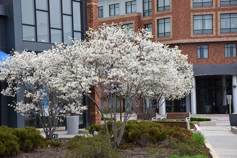 white_trees_autumn_brilliance_serviceberry_amelanchier_x_grandiflora_autumn_brilliance_plant_by_number