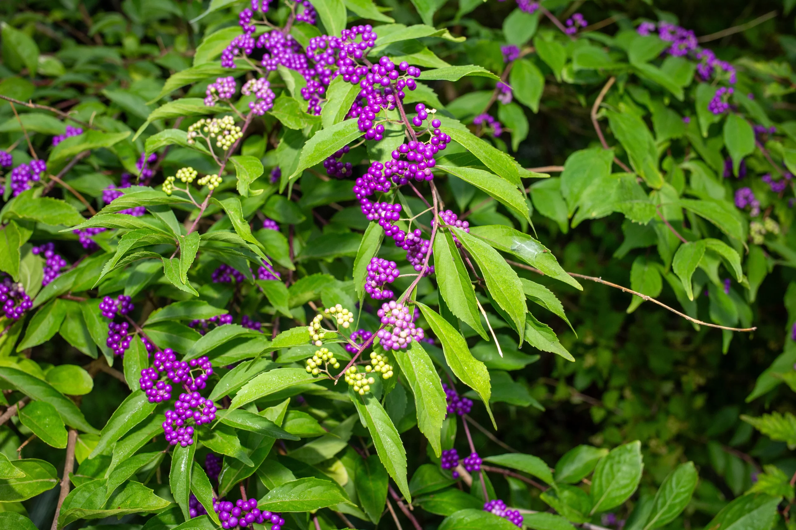 purple_shrubs_beautyberry_callicarpa_americana_plant_by_number