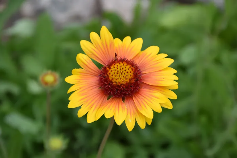 red_flowers_blanket_flower_gaillardia_x_grandiflora_plant_by_number