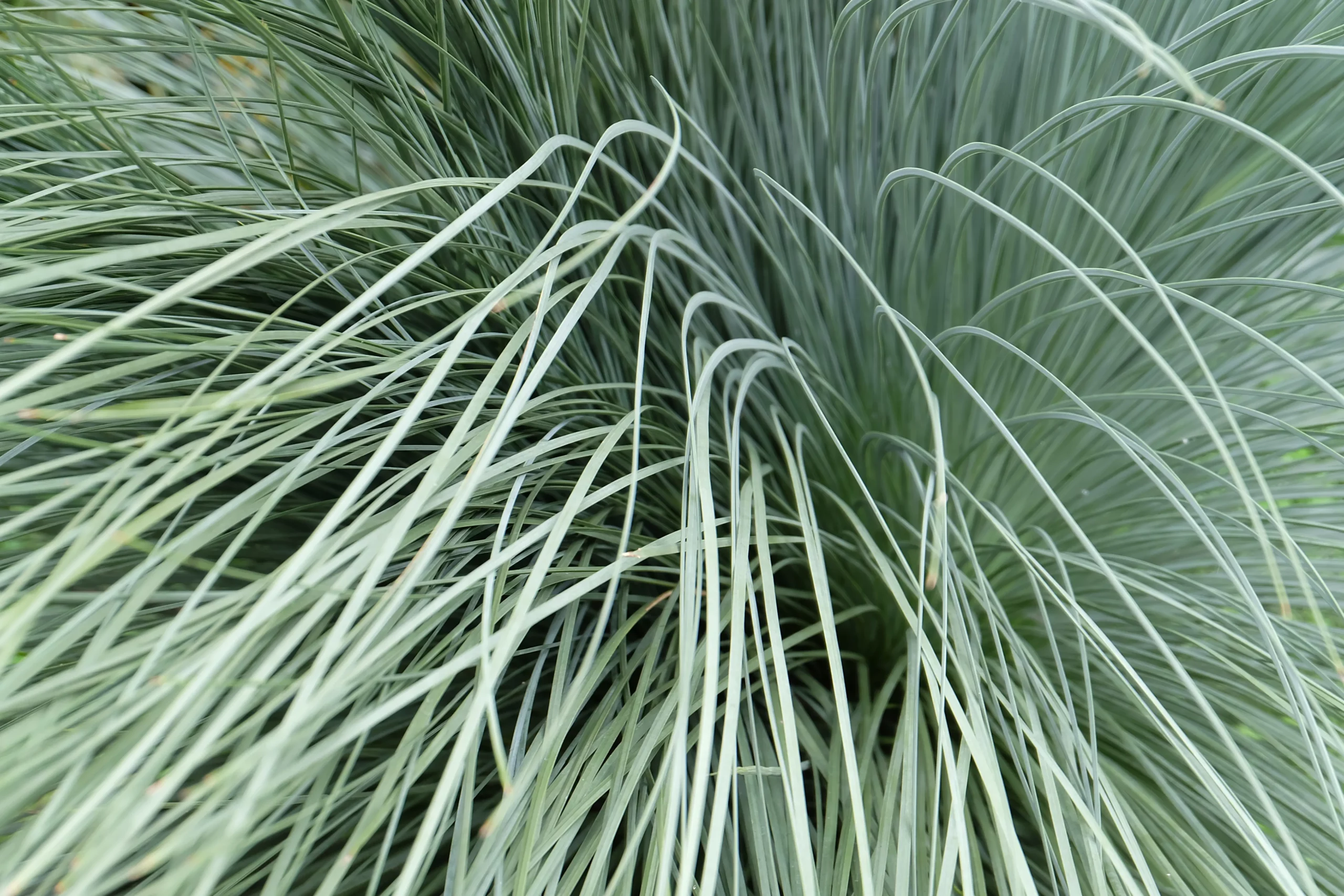blue_oat_grass_helictotrichon_sempervirens_plant_by_number