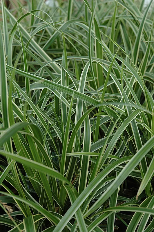 carex_morrowii_ice_dance_japanese_sedge_plant_by_number