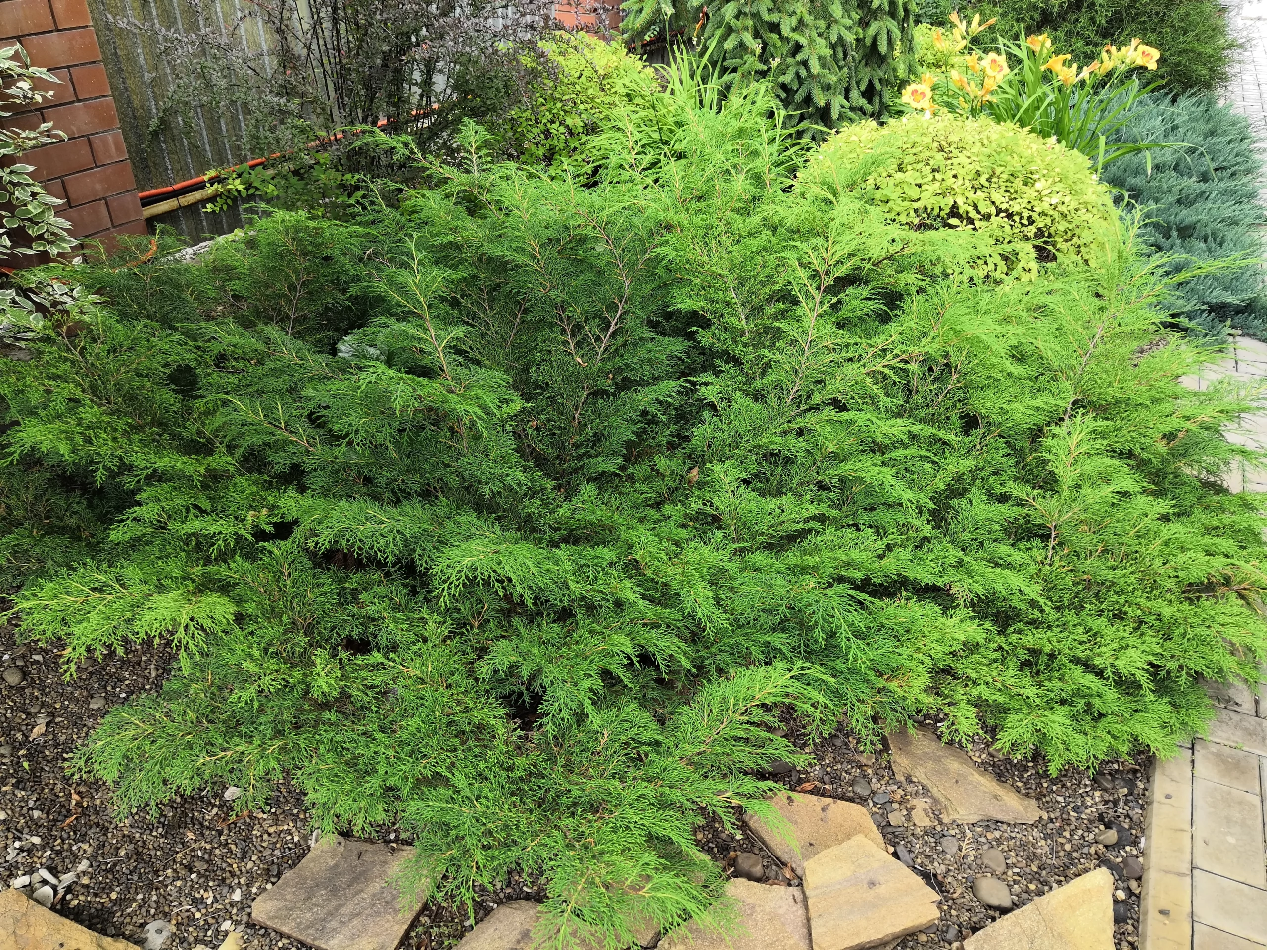 evergreen_shrubs_celtic_pride_siberian_cypress_microbiota_decussata_celtic_pride_plant_by_number