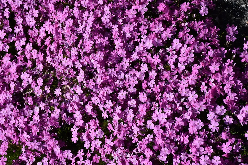 pink_flowers_emerald_pink_moss_phlox_phlox_subulata_emerald_pink_plant_by_number