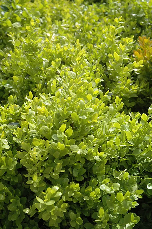 english_boxwood_buxus_sempervirens_suffruticosa_plant_by_number