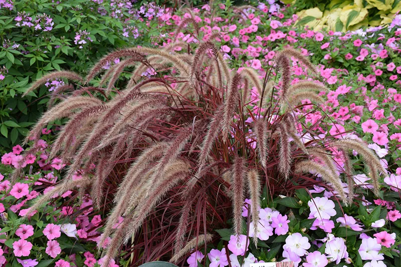 tall_grasses_fireworks_pennisetum_pennisetum_setaceum_fireworks_plant_by_number