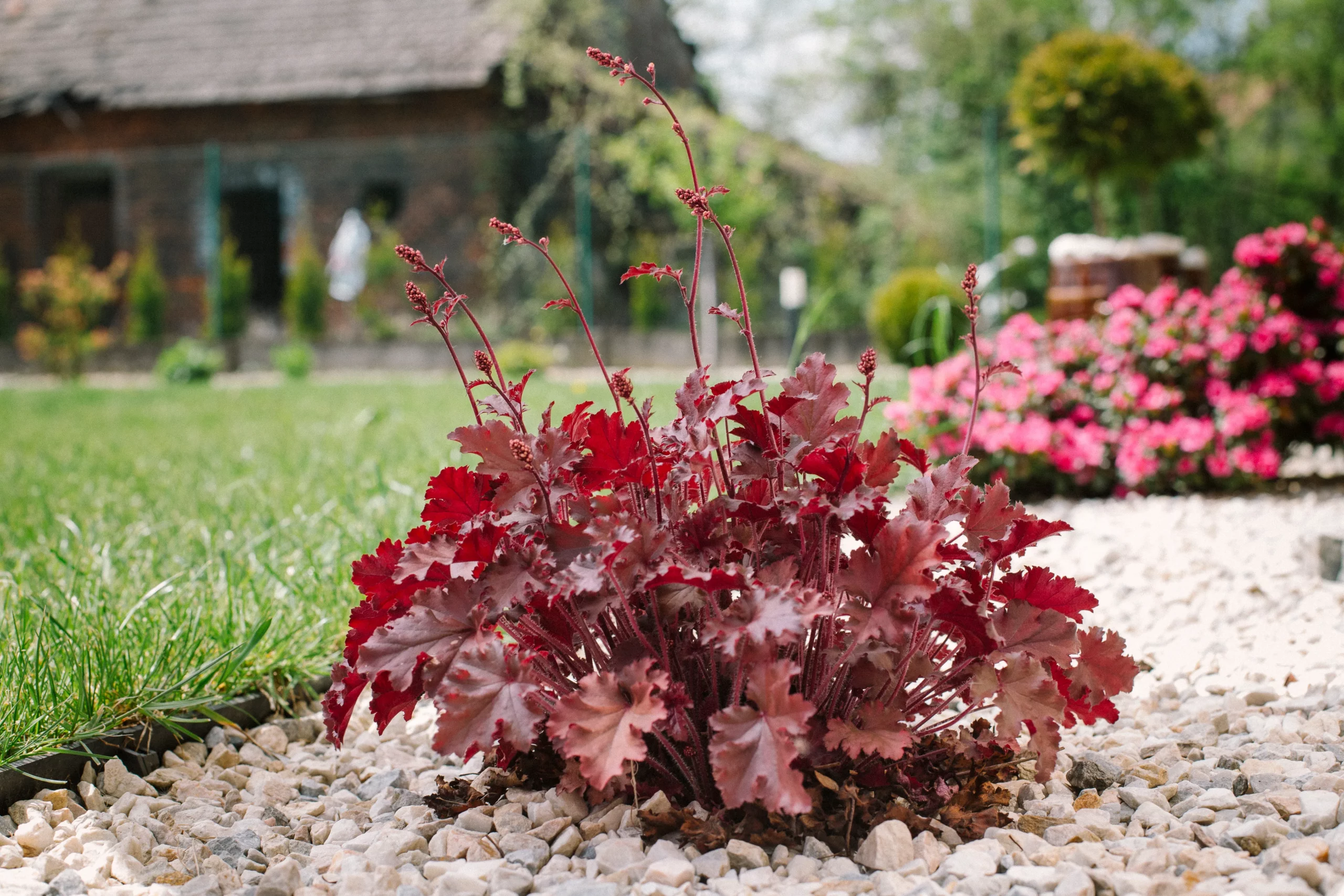 red_flowers_forever_red_coral_bells_heuchera_forever_red_plant_by_number