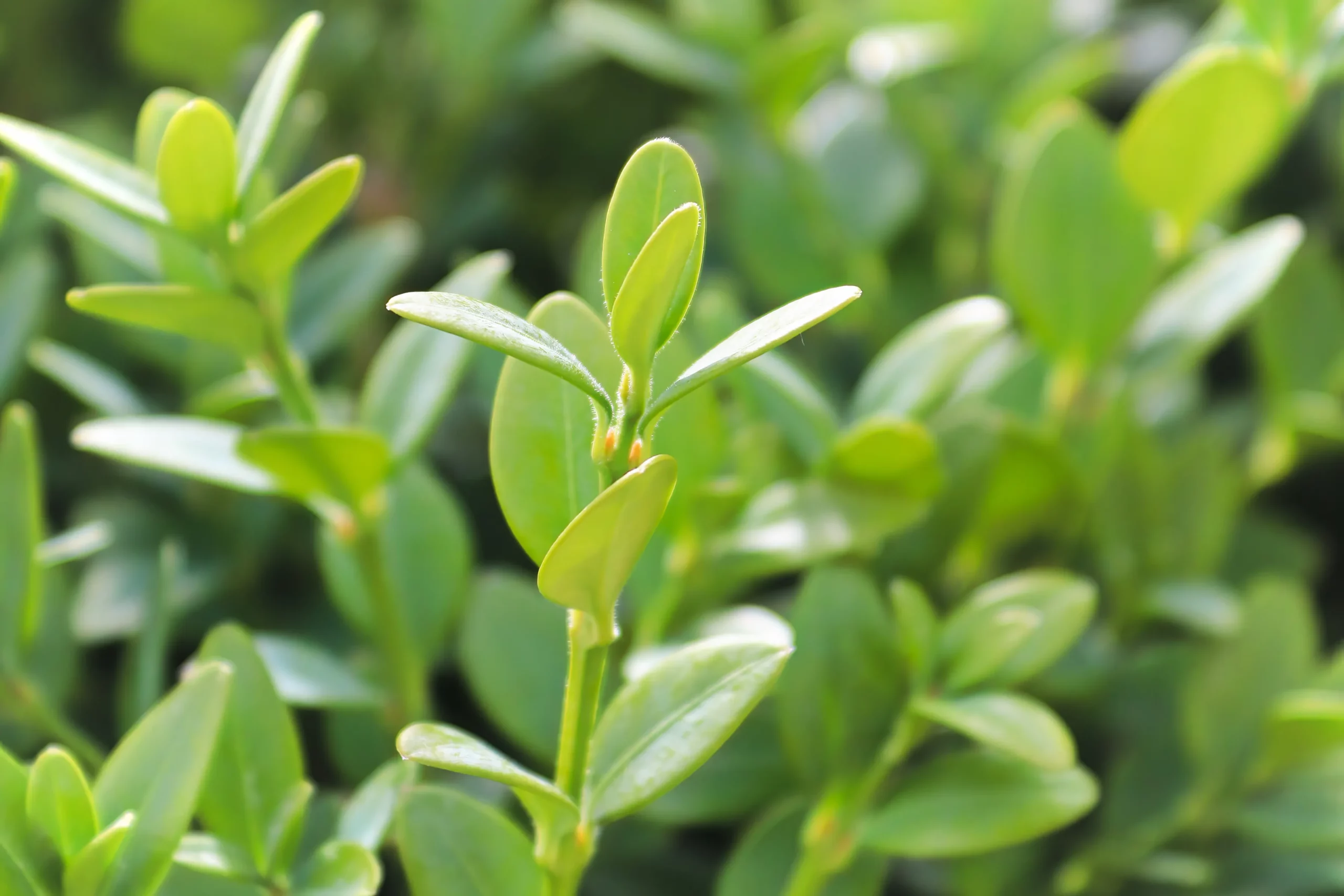 green_mountain_boxwood_buxus_x_green_mountain_plant_by_number