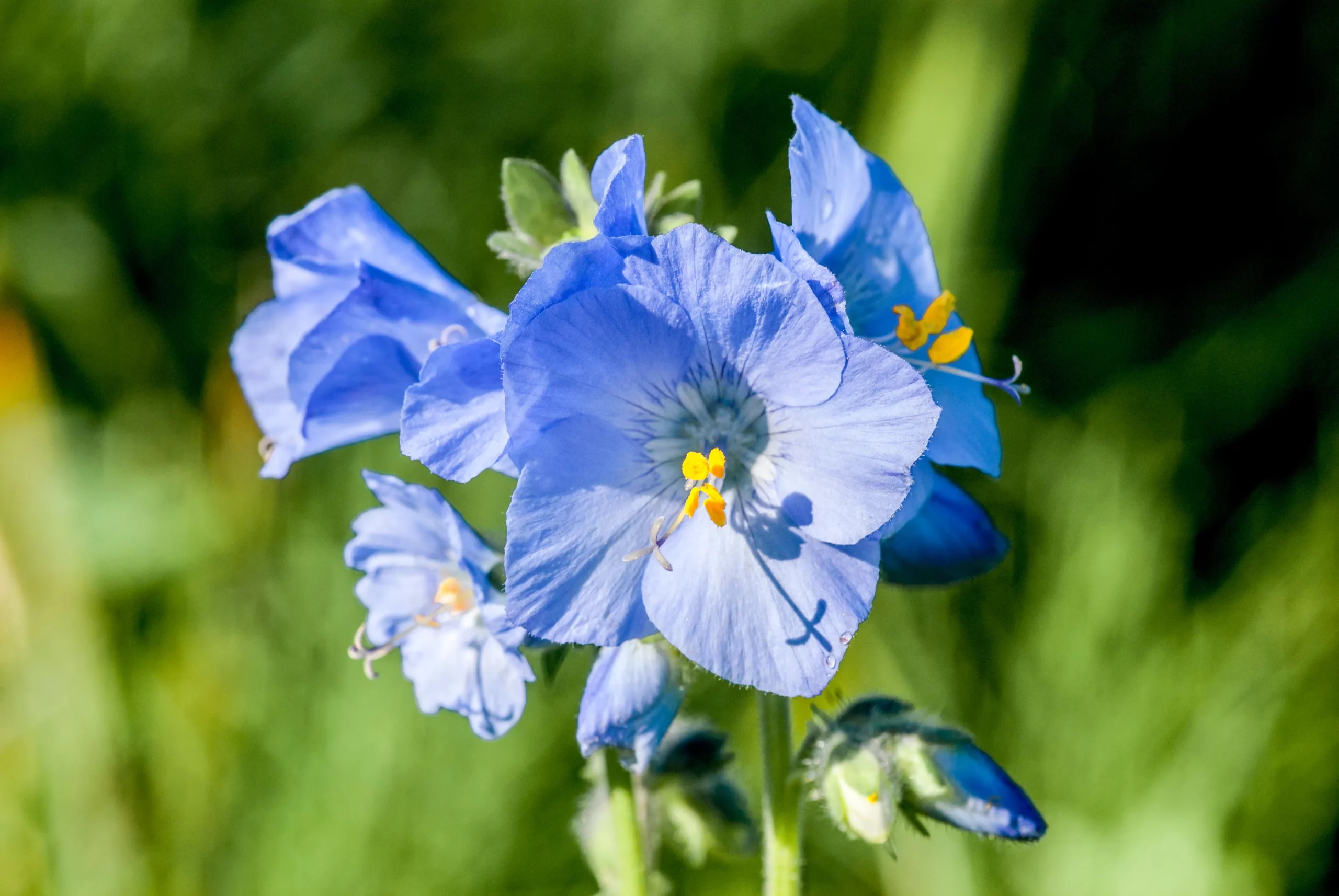blue_flowers_jacobs_ladder_polemonium_reptans_plant_by_number