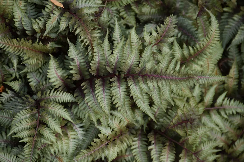 green_flowers_japanese_painted_fern_athyrium_nippocum_pictum_plant_by_number