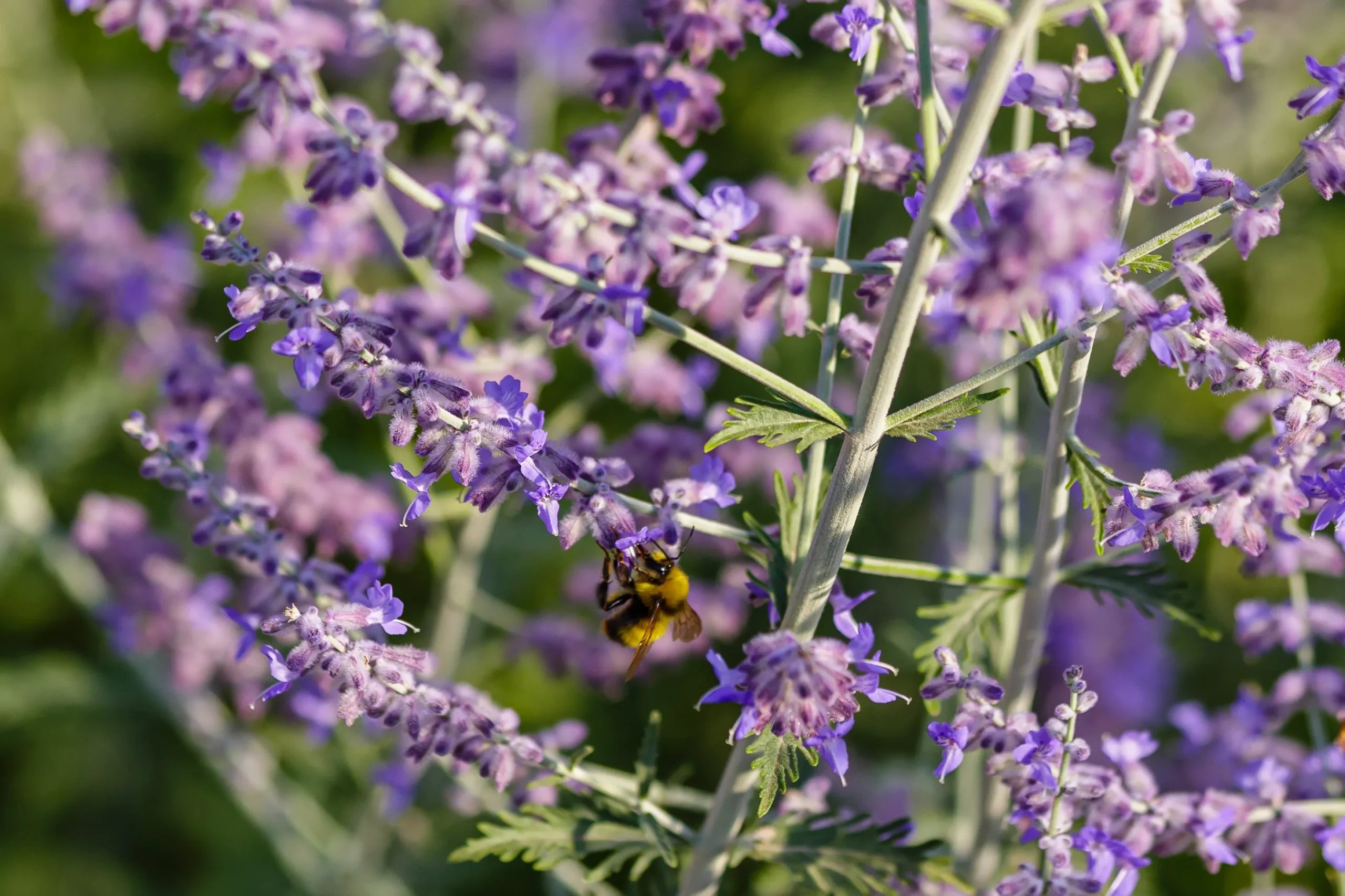 blue_shrubs_little_spire_russian_sage_perovskia_atriplicifolia_little_spire_plant_by_number