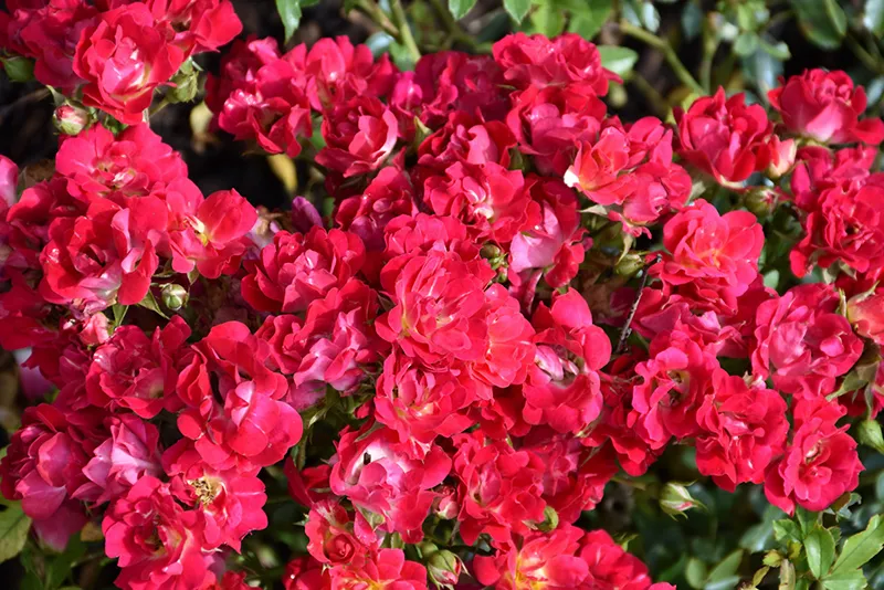 red_roses_red_drift_rose_rosa_meigalpio_plant_by_number