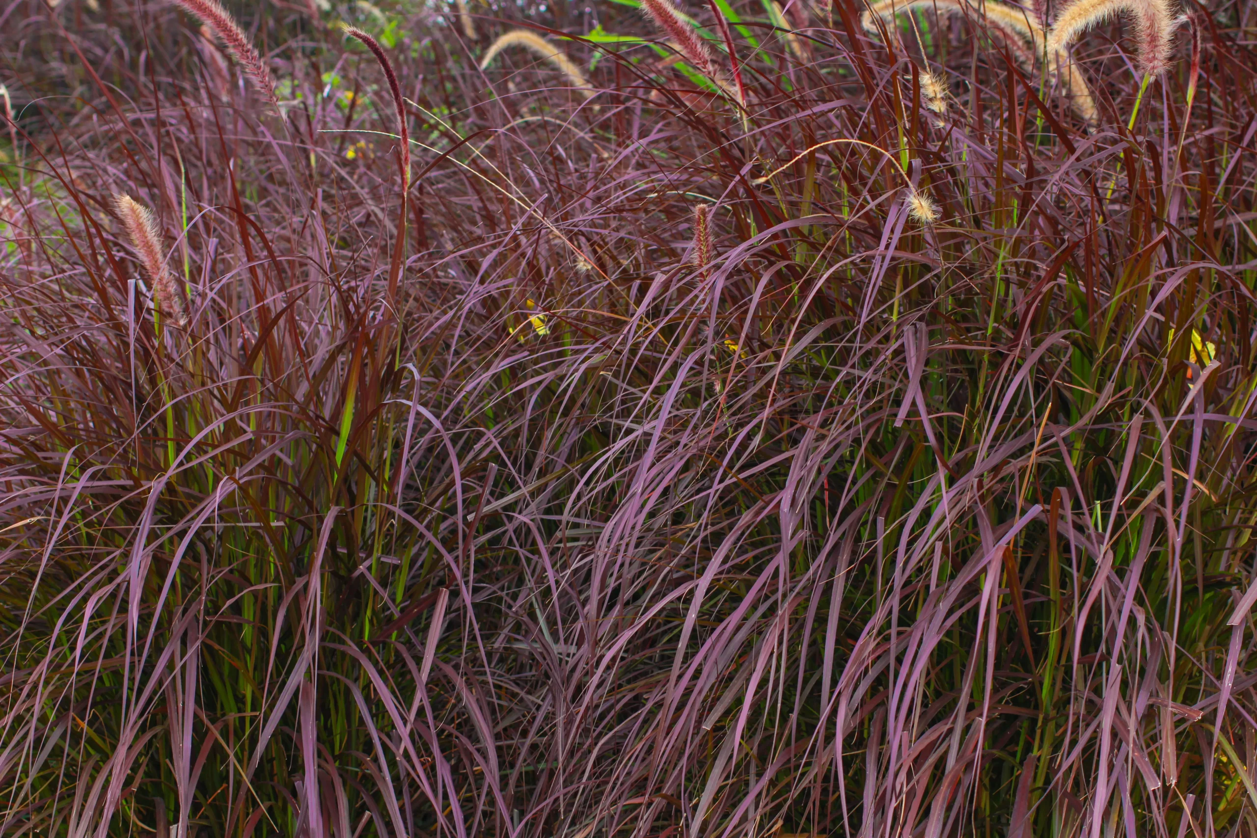 decorative_grasses_red_rays_switchgrass_panicum_virgatum_red_rays_plant_by_number