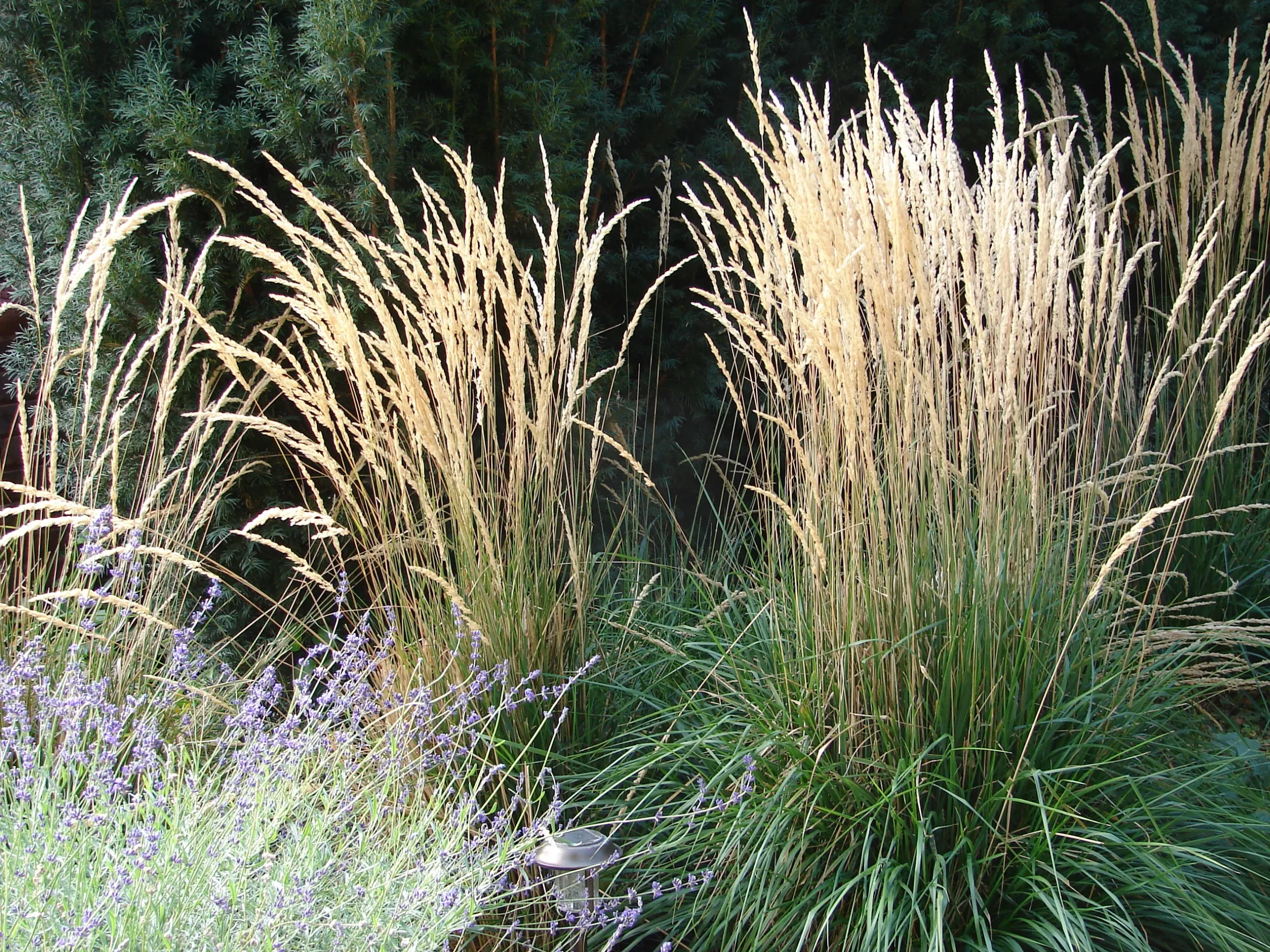 karl_foerster_feather_reed_grass_calamagrostis_x_acutiflora_karl_foerster_plant_by_number