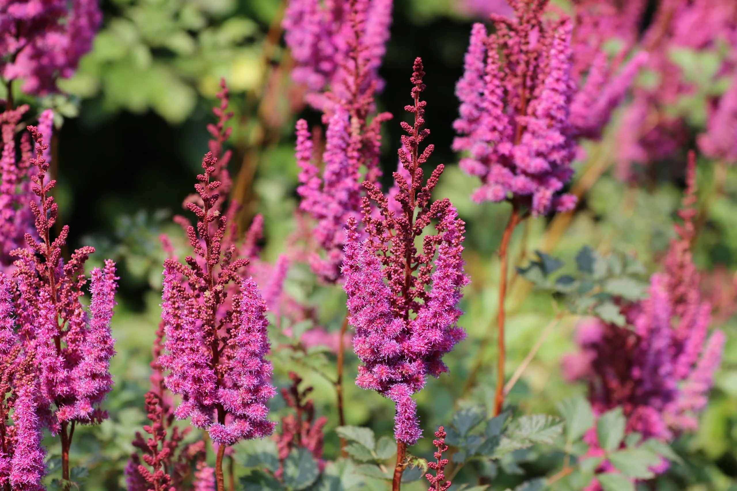 pink_flowers_visions_astilbe_astilbe_chinensis_visions_plant_by_number